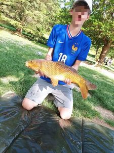 Common Carp