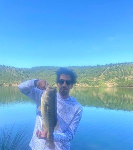 Largemouth Bass