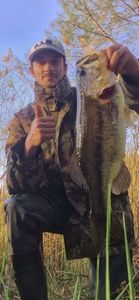 Largemouth Bass