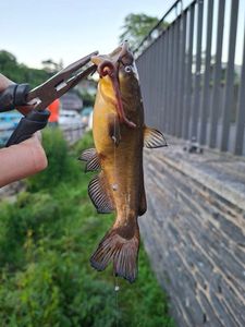 Black Bullhead