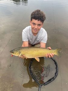 Grass Carp