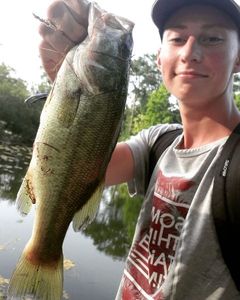 Largemouth Bass