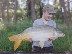 Mirror Carp
