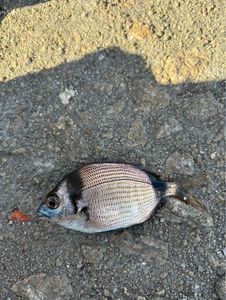 White Seabream