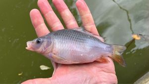 Common Carp