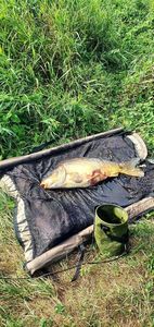 Mirror Carp