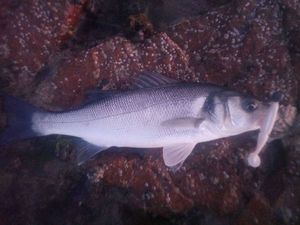 European Bass (Seabass)