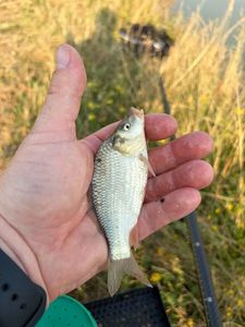 Crucian Carp