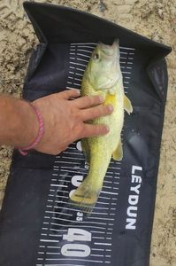Largemouth Bass