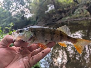 European Perch