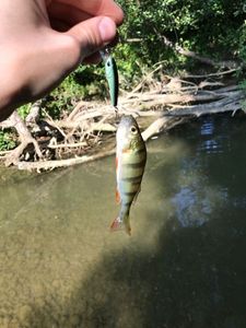 European Perch