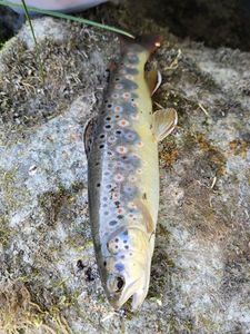 Brown Trout