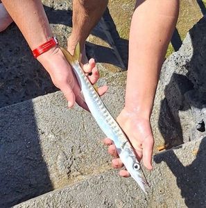 Great Barracuda