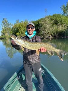 Northern Pike