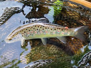 Brown Trout