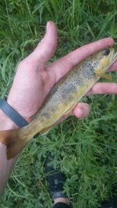 Brown Trout