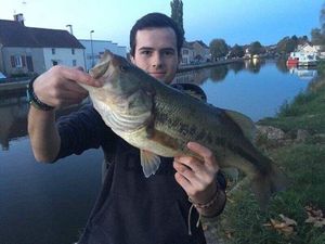 Largemouth Bass