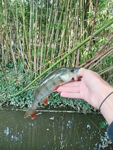 European Perch