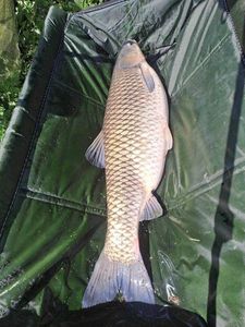 Grass Carp