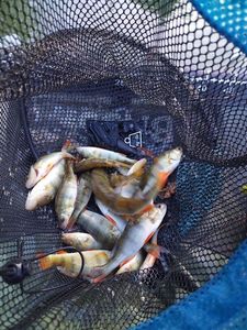 European Perch
