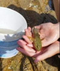 Giant Goby