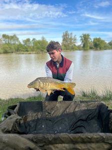 Mirror Carp