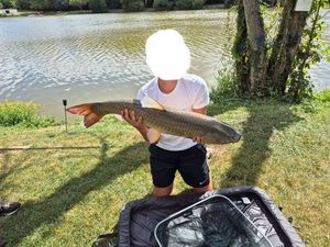 Grass Carp