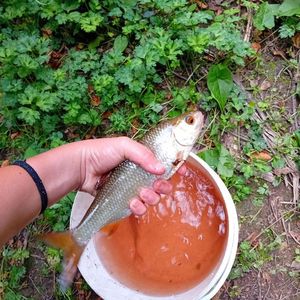 Roach