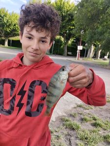 European Perch
