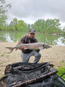 Siberian Sturgeon