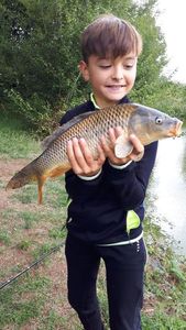 Common Carp