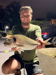 Gilthead Seabream