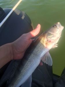 Zander