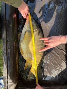 Mirror Carp