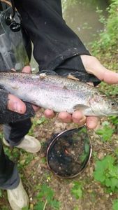 Rainbow Trout