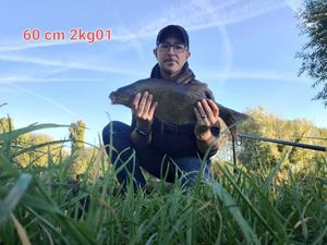 Common Bream