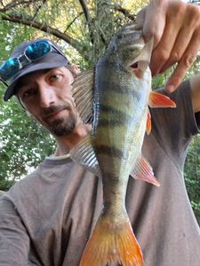 European Perch