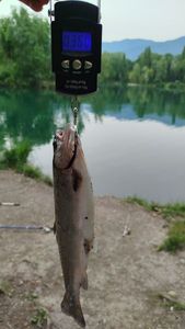 Rainbow Trout