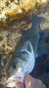 European Bass (Seabass)