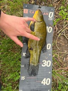 Tench