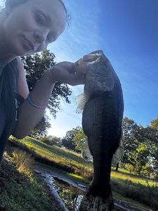 Largemouth Bass