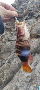 Painted Comber