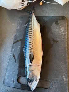 Mackerel