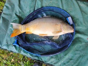 Mirror Carp