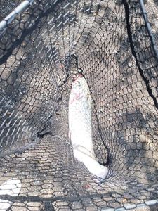 Rainbow Trout