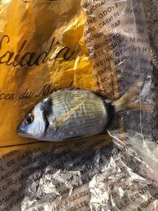 Common Two-Banded Seabream