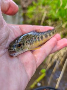 Brown Trout