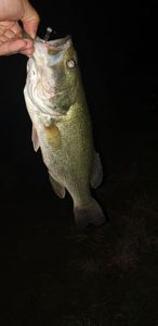 Smallmouth Bass