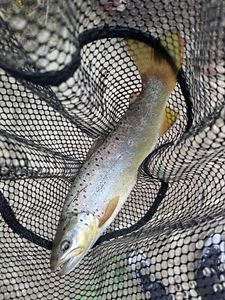 Brown Trout