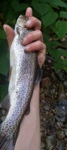 Rainbow Trout